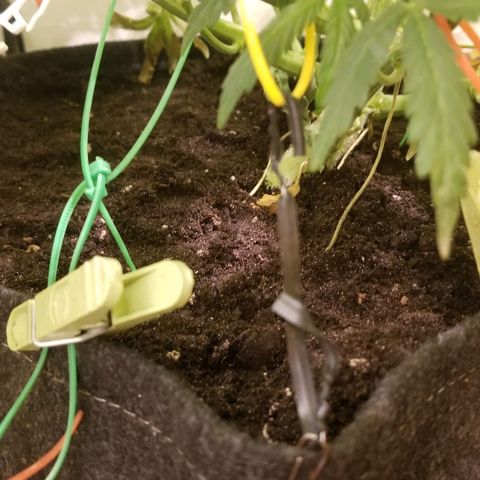 Bin Laden auto fem  growlog photo: applied Plagron pk 13-14, after a few hours a reaction began, which is not compatible with any of the fertilizers, Soil was taken, mixed with guanokalong and sprinkled in a growbag