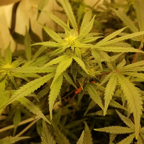 Bin Laden auto fem  growlog timeline photo