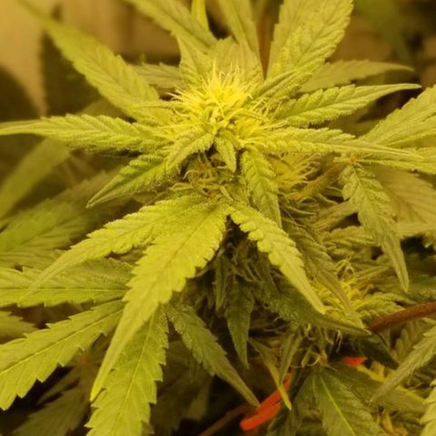 Bin Laden auto fem  growlog timeline photo