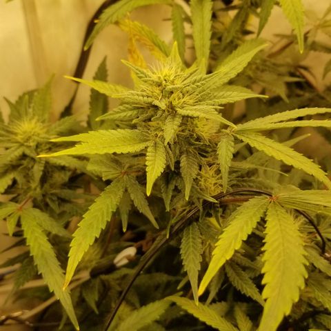 Bin Laden auto fem  growlog timeline photo