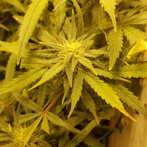 Bin Laden auto fem  growlog timeline photo