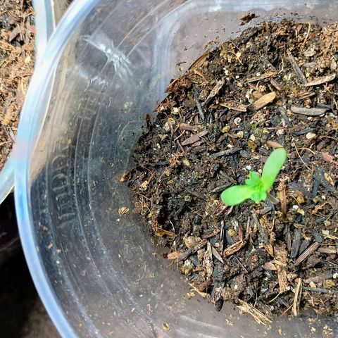 Drunken bastard  growlog timeline photo