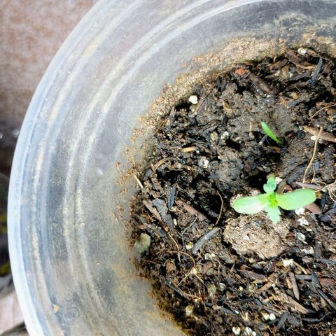 Drunken bastard  growlog timeline photo