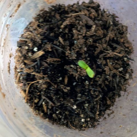 Drunken bastard  growlog timeline photo