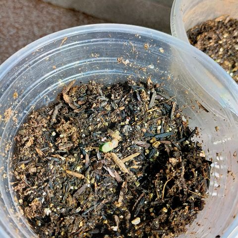 Drunken bastard  growlog timeline photo