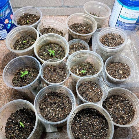 Drunken bastard  growlog timeline photo