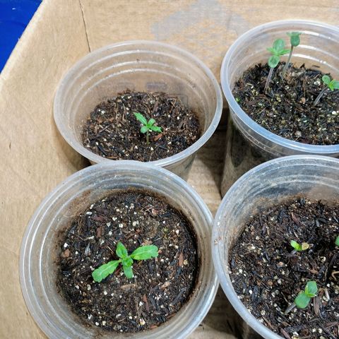 Drunken bastard  growlog photo: 12 plantas em diferentes estágios e dias de vidas