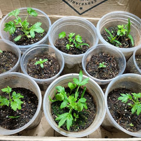 Drunken bastard  growlog photo: 12 plantas em diferentes estágios e dias de vidas