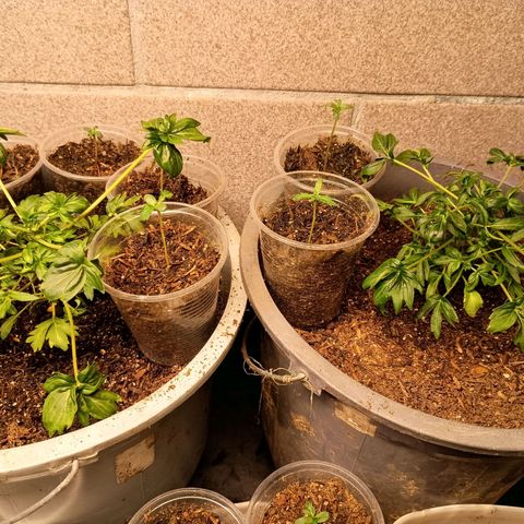 Drunken bastard  growlog timeline photo