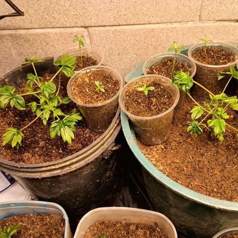 Drunken bastard  growlog timeline photo