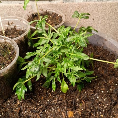 Drunken bastard  growlog timeline photo