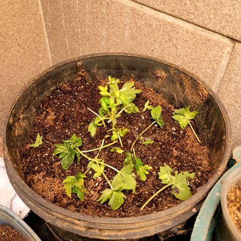 Drunken bastard  growlog timeline photo