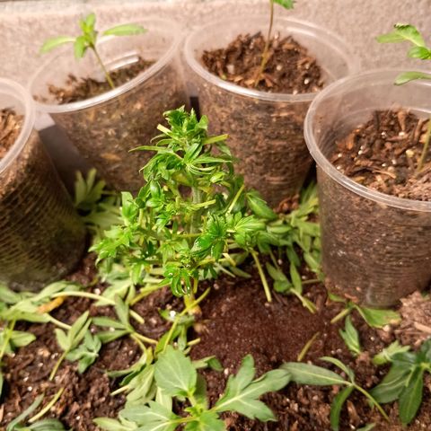 Drunken bastard  growlog timeline photo