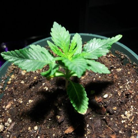 Banana Kush growlog photo: 3rd Node