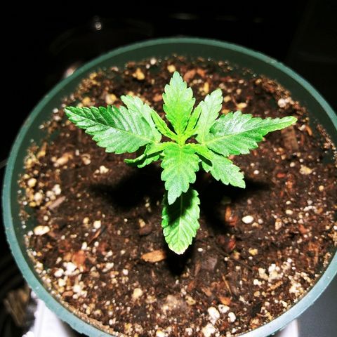 Banana Kush growlog photo: 3rd Node