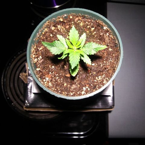 Banana Kush growlog photo: 3rd Node