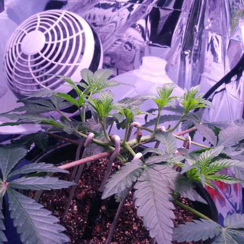 Banana Kush growlog photo: 4 COLAS / 2 CLONEZ
