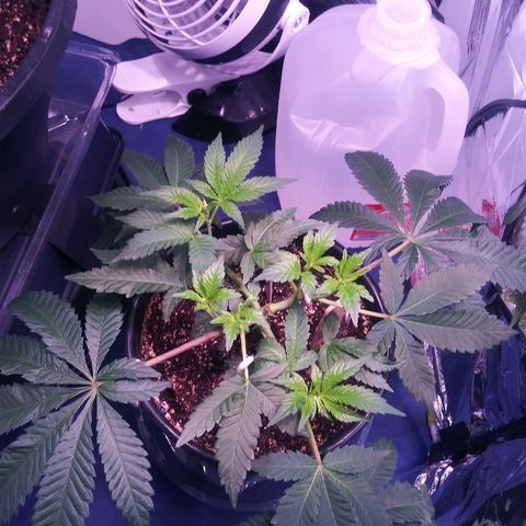 Banana Kush growlog timeline photo