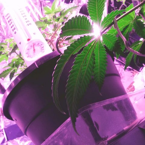 Banana Kush growlog timeline photo