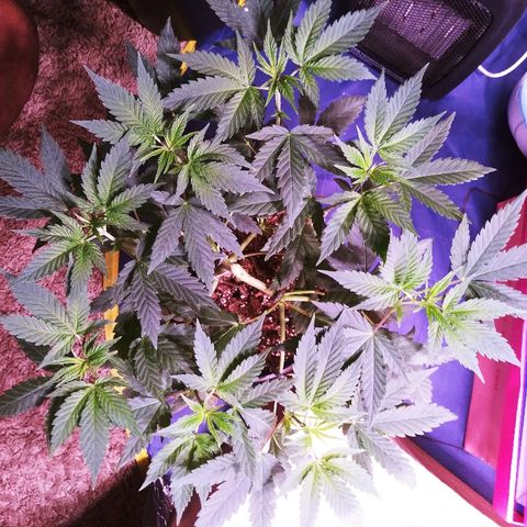 Banana Kush growlog timeline photo