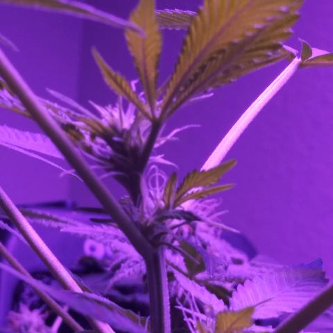 Banana Kush growlog timeline photo