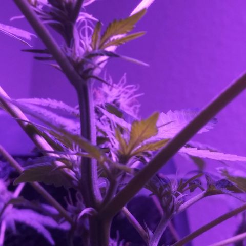 Banana Kush growlog timeline photo