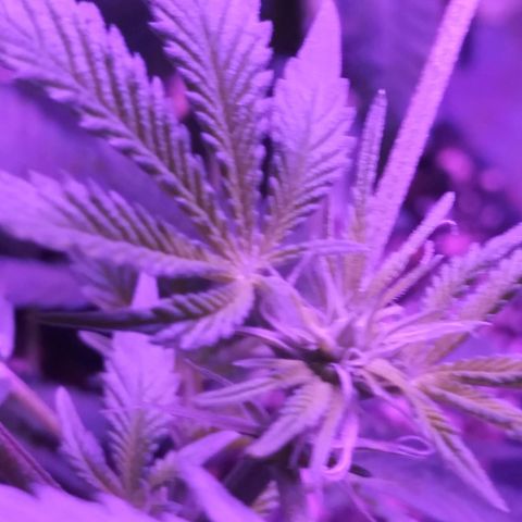 Banana Kush growlog timeline photo