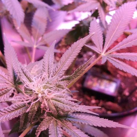 Banana Kush growlog timeline photo