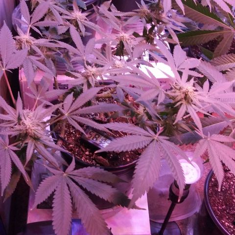 Banana Kush growlog timeline photo