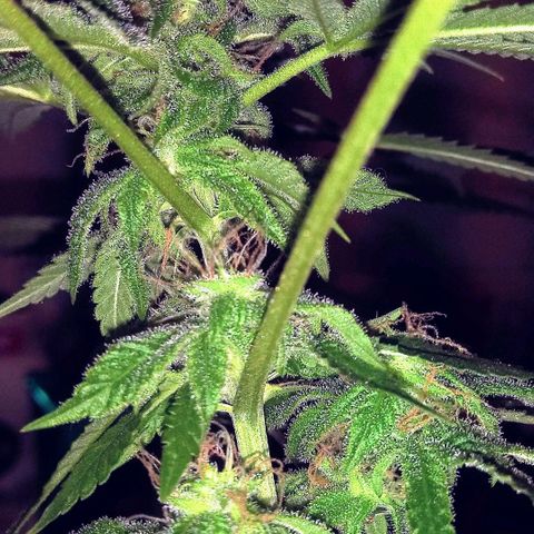 Banana Kush growlog photo: After Flush