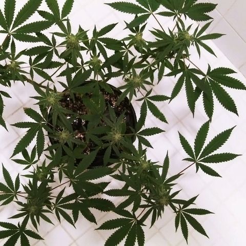 Banana Kush growlog photo: After Flush