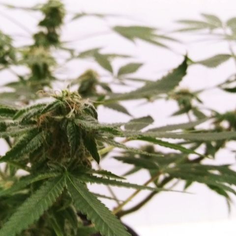 Banana Kush growlog photo: After Flush