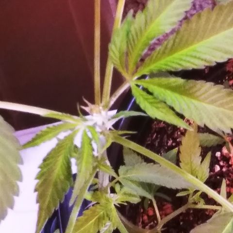 BANANA OG KU$H #1 growlog photo: F.I.M - B.M OGK3 / B.K 1-4