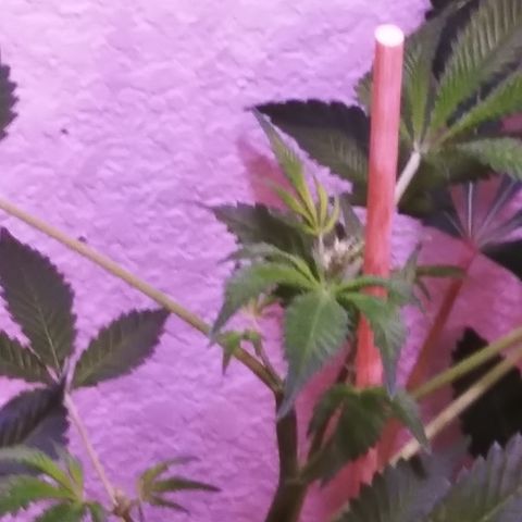 BANANA OG KU$H #1 growlog photo: F.I.M - B.M OGK3 / B.K 1-4