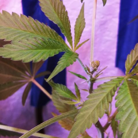 BANANA OG KU$H #1 growlog photo: F.I.M - B.M OGK3 / B.K 1-4