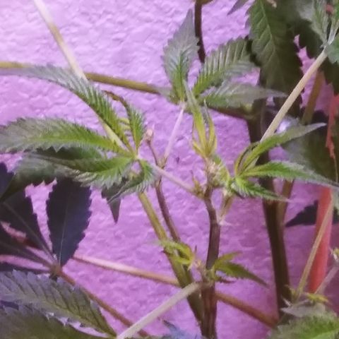 BANANA OG KU$H #1 growlog photo: F.I.M - B.M OGK3 / B.K 1-4