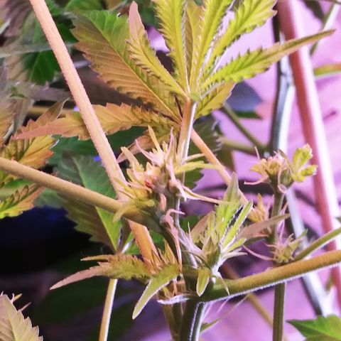 TWISTED PURPLE OG KUSH- #3 growlog photo: FIMMED: B.M.O.G- K3
UNFIMMED: B.M.O.G- K2