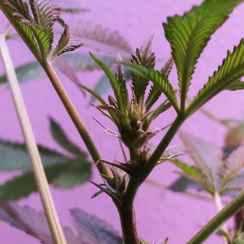 TWISTED PURPLE OG KUSH- #3 growlog photo: FIMMED: B.M.O.G- K3
UNFIMMED: B.M.O.G- K2