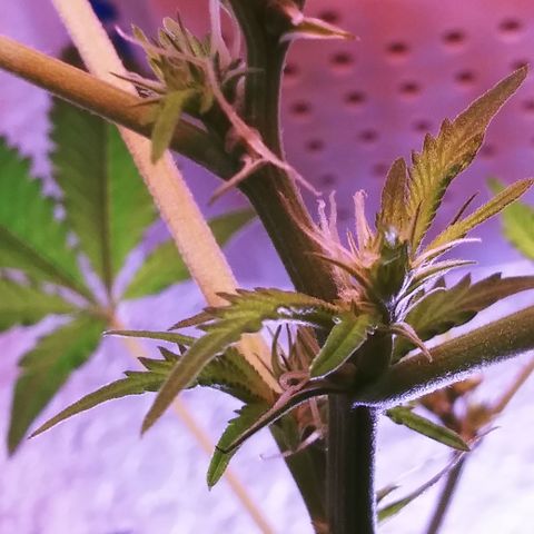 TWISTED PURPLE OG KUSH- #3 growlog photo: FIMMED: B.M.O.G- K3
UNFIMMED: B.M.O.G- K2