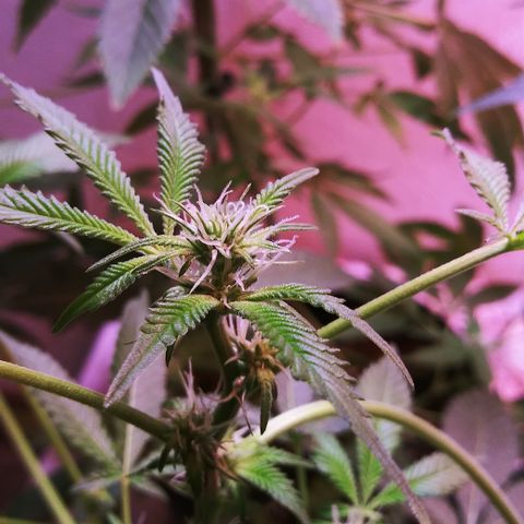 BANANA OG KU$H #1 growlog photo: 11 days after FIM technique vs Natural