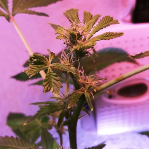 BANANA OG KU$H #1 growlog photo: 11 days after FIM technique vs Natural