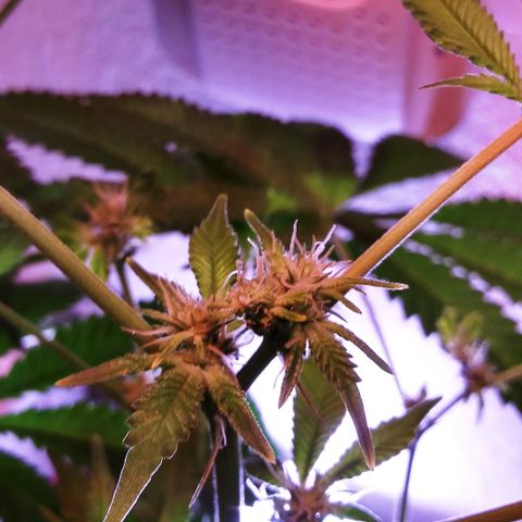 BANANA OG KU$H #1 growlog photo: 11 days after FIM technique vs Natural