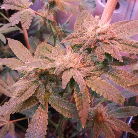 TWISTED PURPLE OG KUSH- #2 growlog timeline photo