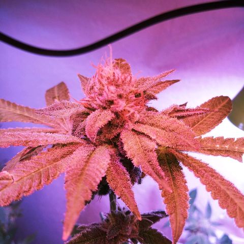 TWISTED PURPLE OG KUSH- #3 growlog timeline photo