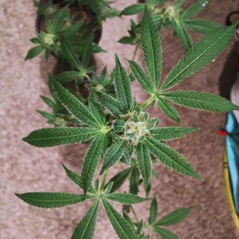 BANANA OG KU$H #1 growlog photo: 2 Stains
2 - T.P.O.G.K. #2 
4 - B.O.G.K.   #1 - #4