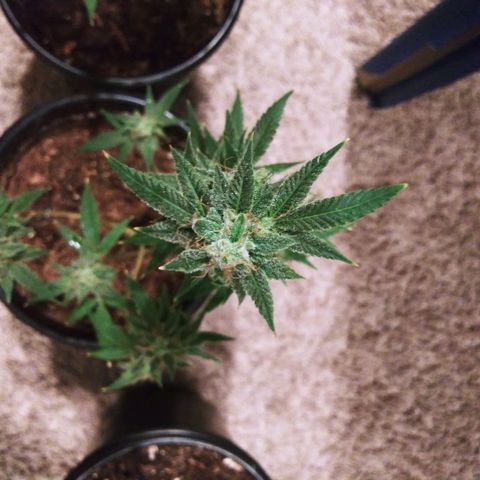 BANANA OG KU$H #1 growlog photo: 2 Stains
2 - T.P.O.G.K. #2 
4 - B.O.G.K.   #1 - #4