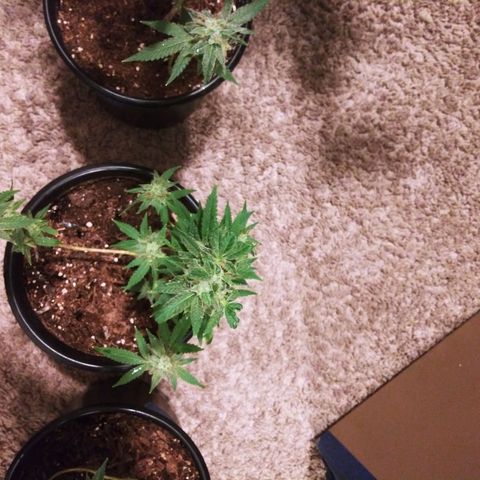 BANANA OG KU$H #1 growlog photo: 2 Stains
2 - T.P.O.G.K. #2 
4 - B.O.G.K.   #1 - #4