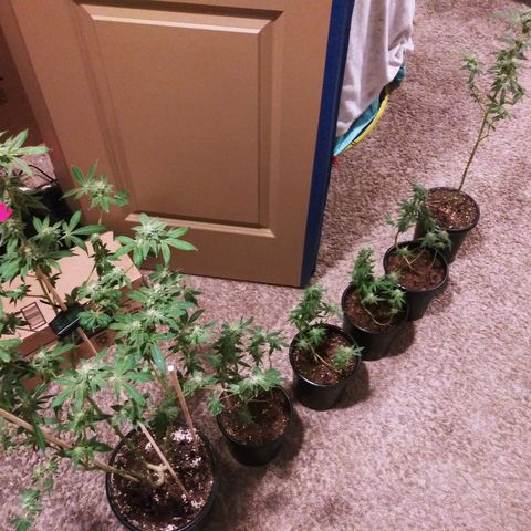 BANANA OG KU$H #1 growlog photo: 2 Stains
2 - T.P.O.G.K. #2 
4 - B.O.G.K.   #1 - #4