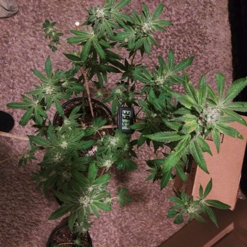 BANANA OG KU$H #1 growlog photo: 2 Stains
2 - T.P.O.G.K. #2 
4 - B.O.G.K.   #1 - #4