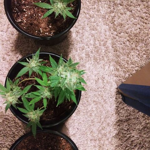 BANANA OG KU$H #1 growlog photo: 2 Stains
2 - T.P.O.G.K. #2 
4 - B.O.G.K.   #1 - #4
